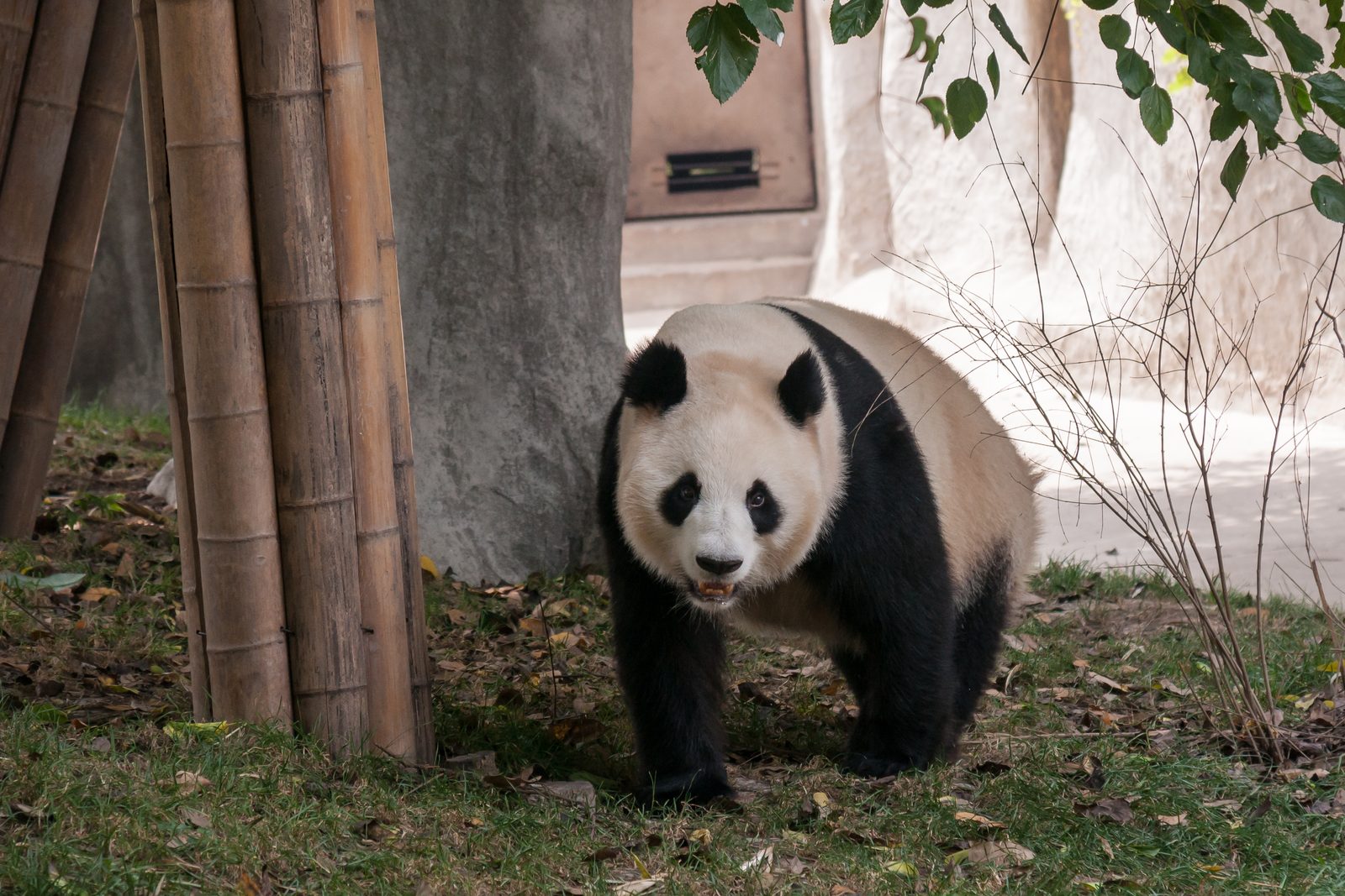 Giant panda in Chengdu